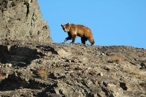 Мазаалайг тодорхойлох “өргөст тор”